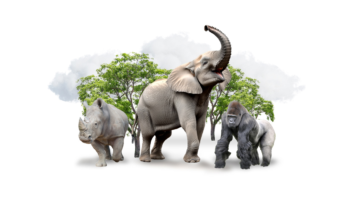 Saving endangered species, one network at a time