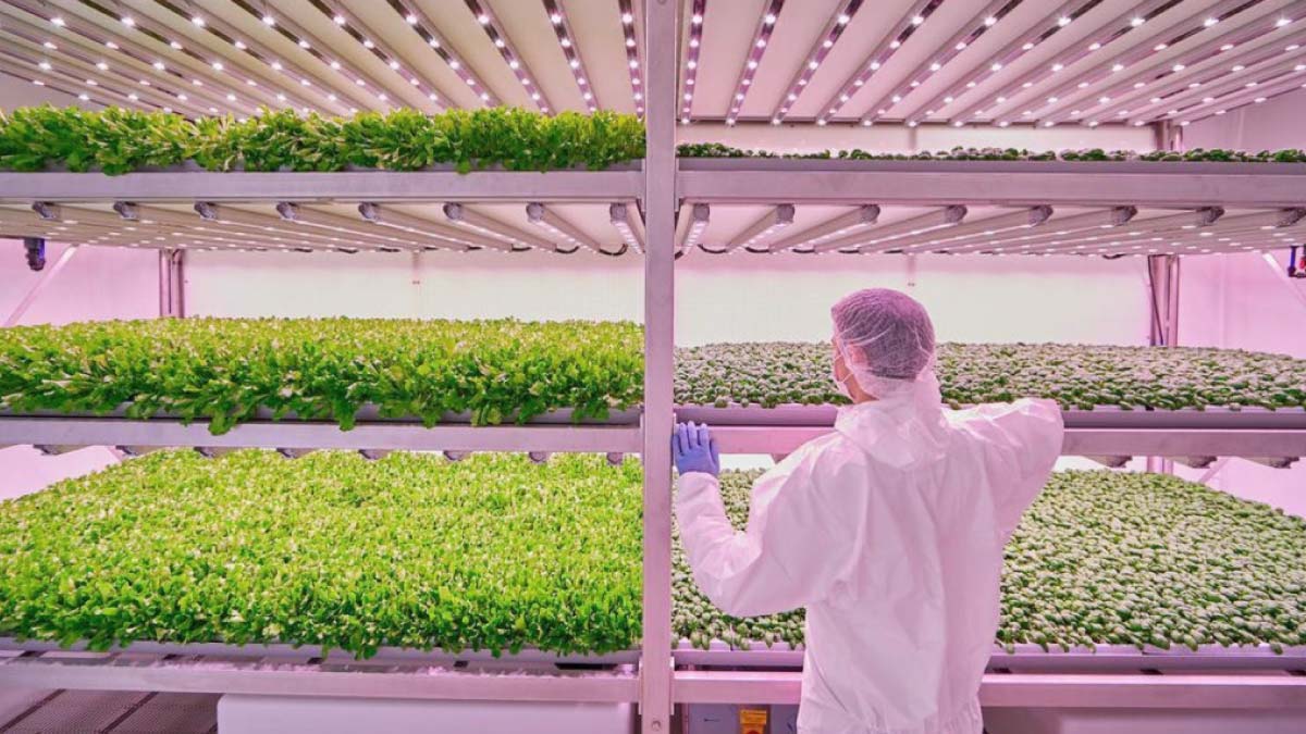 Next-level farming: vertical, efficient, and AI powered